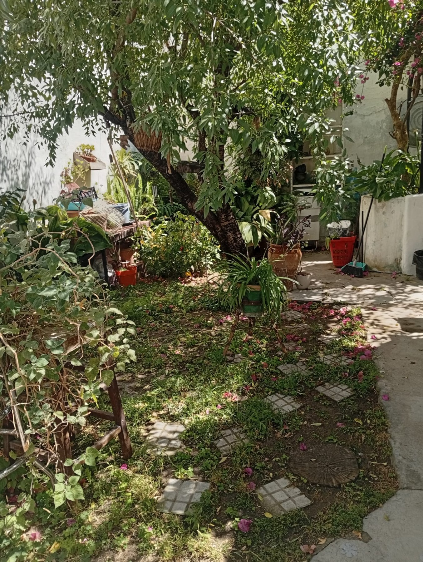 Jardín y patio con plantas