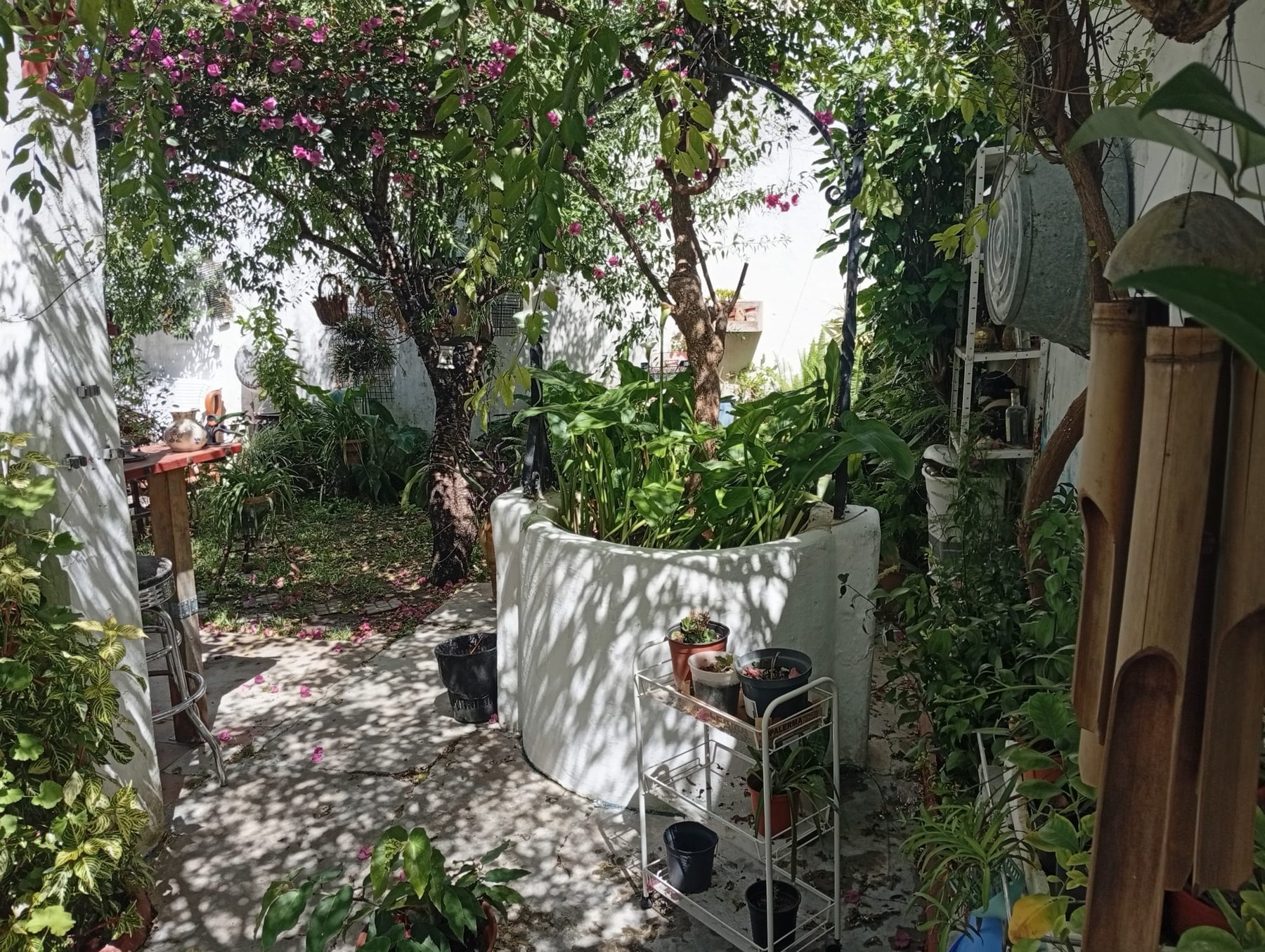Patio ajardinado de la casa